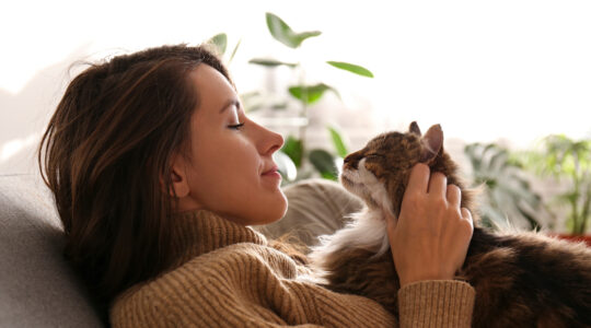 animaux de compagnie